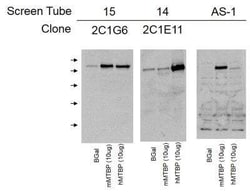 MTBP Antibody (2C1E11) - BSA Free, Novus Biologicals 0.1 mL, Unconjugated:Antibodies,