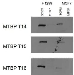 MTBP Antibody (2C1E11) - BSA Free, Novus Biologicals 0.1 mL, Unconjugated:Antibodies,