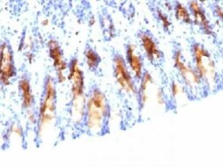 MUC5AC Antibody (45M1) - IHC-Prediluted, Novus Biologicals 7 mL | Buy Online | Novus Biologicals | Fisher Scientific