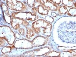 Mitochondria Antibody (113-1) - IHC-Prediluted, Novus Biologicals 7 mL,