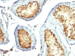 Mitochondria Antibody (113-1) - IHC-Prediluted, Novus Biologicals 7 mL,