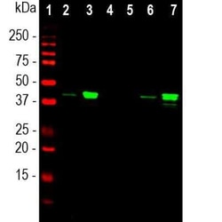 Muscleblind-like 1 Antibody (1H1), Novus Biologicals 0.025 mL, Unconjugated:Antibodies,