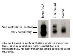 N6-methyladenosine (m6A) Antibody (17-3-4-1) - BSA Free, Novus Biologicals