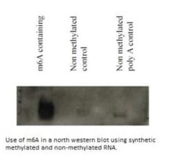 N6-methyladenosine (m6A) Antibody (17-3-4-1) - BSA Free, Novus Biologicals