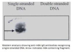 N6-methyladenosine (m6A) Antibody (17-3-4-1) - BSA Free, Novus Biologicals