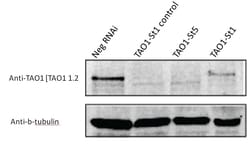 TAO Kinase 1 Antibody (TAO1 1.2) - BSA Free, Novus Biologicals 0.025 mL | Buy Online | Novus Biologicals | Fisher Scientific