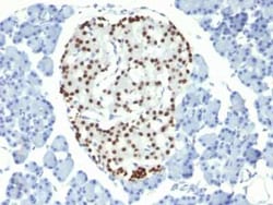 NKX2.2 Antibody (NX2/294) - IHC-Prediluted, Novus Biologicals 7 mL | Buy Online | Novus Biologicals | Fisher Scientific