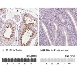 NUP210L Antibody, Novus Biologicals 0.1 mL, Unconjugated:Antibodies, Polyclonal