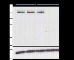 PASD1 Antibody (2ALCC128) - BSA Free, Novus Biologicals:Antibodies:Primary