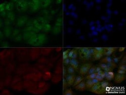 PGLYRP2/PGRP-L Antibody, Novus Biologicals:Antibodies:Primary Antibodies
