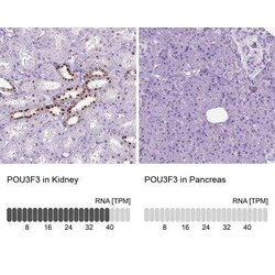 POU3F3 Antibody, Novus Biologicals 25 &mu;L, Unconjugated:Antibodies, Polyclonal