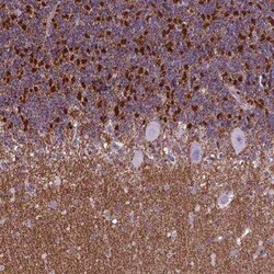 POU3F3 Antibody, Novus Biologicals 25 &mu;L, Unconjugated:Antibodies, Polyclonal