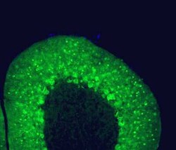 Parvalbumin Antibody (3C9), Novus Biologicals 0.025 mL | Buy Online | Novus Biologicals | Fisher Scientific
