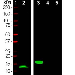 Parvalbumin Antibody (3C9), Novus Biologicals 0.025 mL | Buy Online | Novus Biologicals | Fisher Scientific