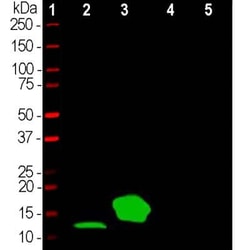 Parvalbumin Antibody, Novus Biologicals 0.1 mL, Unconjugated:Antibodies,