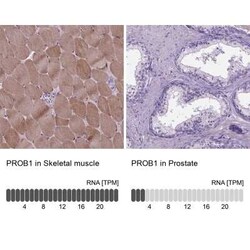 Proline-Rich Basic Protein 1 Antibody, Novus Biologicals:Antibodies:Primary
