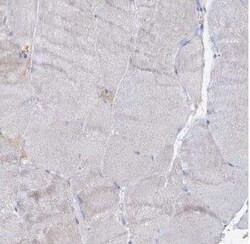 RFX6 Antibody, Novus Biologicals:Antibodies:Primary Antibodies