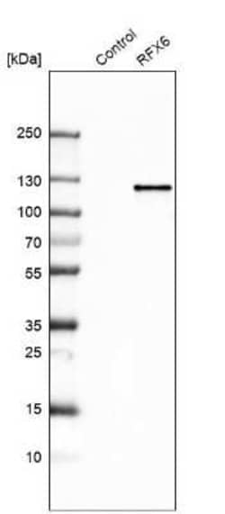 RFX6 Antibody, Novus Biologicals:Antibodies:Primary Antibodies