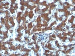 Retinol Binding Protein RBP Antibody (G4E4) - IHC-Prediluted, Novus Biologicals