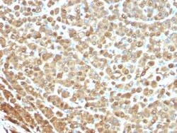 S100B Antibody (4C4.9) - IHC-Prediluted, Novus Biologicals 7 mL | Buy Online | Novus Biologicals | Fisher Scientific