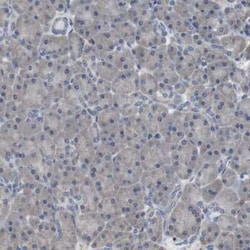 SCIMP Antibody, Novus Biologicals:Antibodies:Primary Antibodies