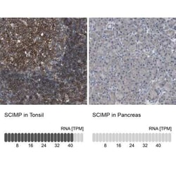 SCIMP Antibody, Novus Biologicals:Antibodies:Primary Antibodies