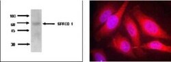 SPRED1 Antibody (M23-P2G3) - BSA Free, Novus Biologicals:Antibodies:Primary