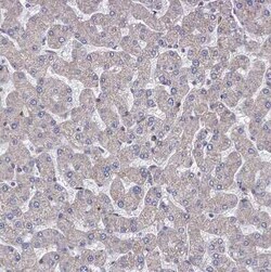 STING/TMEM173 Antibody, Novus Biologicals 0.1 mL, Unconjugated:Antibodies,