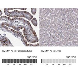 STING/TMEM173 Antibody, Novus Biologicals 0.1 mL, Unconjugated:Antibodies,