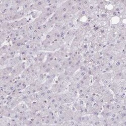 Septin-5 Antibody, Novus Biologicals 25 &mu;L, Unconjugated:Antibodies,