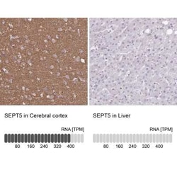 Septin-5 Antibody, Novus Biologicals 25 &mu;L, Unconjugated:Antibodies,