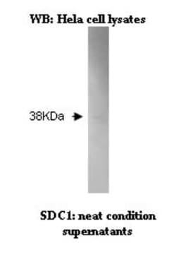Syndecan-1/CD138 Antibody (V92-P3D9 E7) - BSA Free, Novus Biologicals 0.1 mL | Buy Online | Novus Biologicals | Fisher Scientific