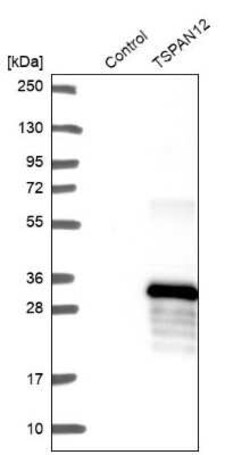 TSPAN12 Antibody, Novus Biologicals 0.1 mL, Unconjugated:Antibodies, Polyclonal