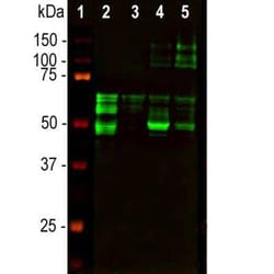 Tau Antibody (5B10), Novus Biologicals:Antibodies:Primary Antibodies