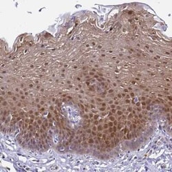 Thioredoxin-1 Antibody, Novus Biologicals 25 &mu;L, Unconjugated:Antibodies,