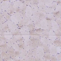 Thioredoxin-1 Antibody, Novus Biologicals 25 &mu;L, Unconjugated:Antibodies,