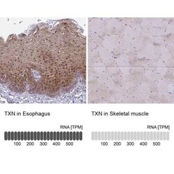 Thioredoxin-1 Antibody, Novus Biologicals 25 &mu;L, Unconjugated:Antibodies,