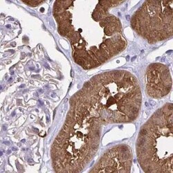 Thioredoxin-1 Antibody, Novus Biologicals 25 &mu;L, Unconjugated:Antibodies,