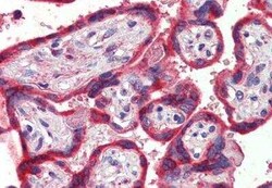 Thrombospondin-1 Antibody, Novus Biologicals 0.1 mg, Unconjugated:Antibodies,