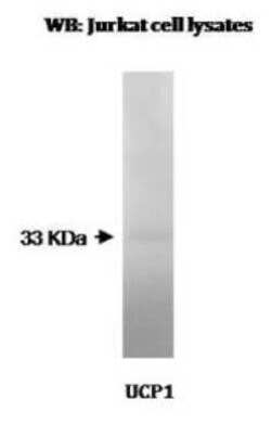 UCP1 Antibody (Vab12 P4B12 A12) - BSA Free, Novus Biologicals:Antibodies:Primary