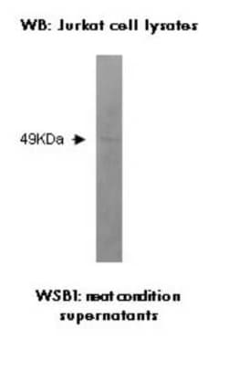 WSB1 Antibody (K5P2H10 E10) - BSA Free, Novus Biologicals 0.025 mL, Unconjugated:Antibodies,