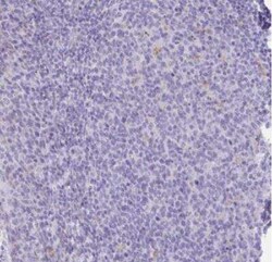 XCL1/Lymphotactin Antibody, Novus Biologicals:Antibodies:Primary Antibodies