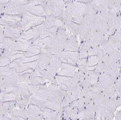 XCL1/Lymphotactin Antibody, Novus Biologicals:Antibodies:Primary Antibodies