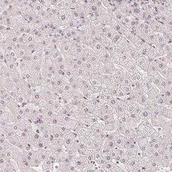 ZNF703 Antibody (CL0654), Novus Biologicals 25 &mu;L, Unconjugated:Antibodies,