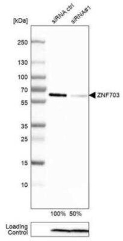 ZNF703 Antibody (CL0654), Novus Biologicals 25 &mu;L, Unconjugated:Antibodies,