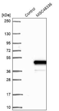 ZNF843 Antibody, Novus Biologicals 0.1 mL, Unconjugated:Antibodies, Polyclonal