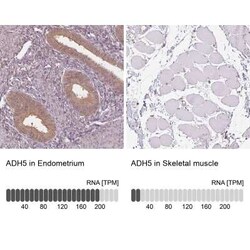 alcohol dehydrogenase 5 Antibody, Novus Biologicals 0.1 mL, Unconjugated:Antibodies,
