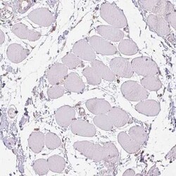 alcohol dehydrogenase 5 Antibody, Novus Biologicals 0.1 mL, Unconjugated:Antibodies,