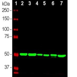 beta Tubulin Antibody (1B12), Novus Biologicals 0.025 mL, Unconjugated:Anticorps,