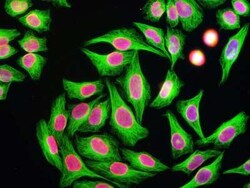 beta Tubulin Antibody (4E4), Novus Biologicals:Anticorps:Anticorps primaires